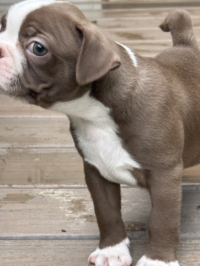 AKC Boston Terrier Puppies media 4