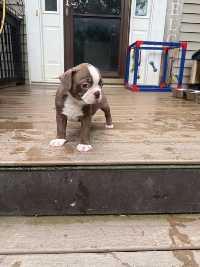 AKC Boston Terrier Puppies media 5