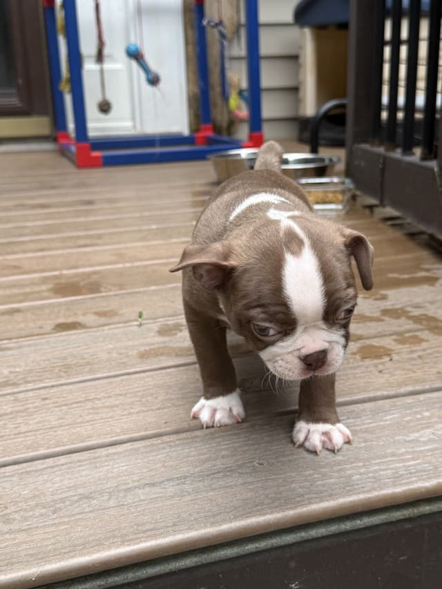 AKC Boston Terrier Puppies media 6