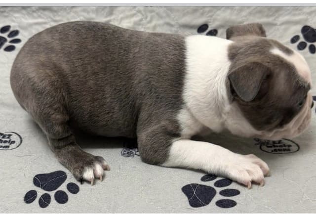 AKC Boston Terrier Puppies media 2