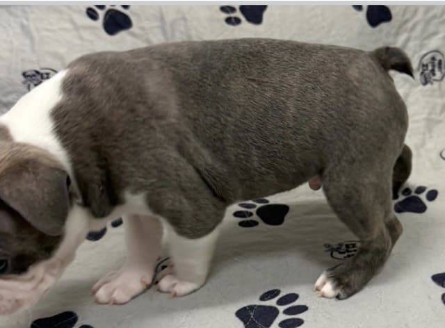 AKC Boston Terrier Puppies media 5