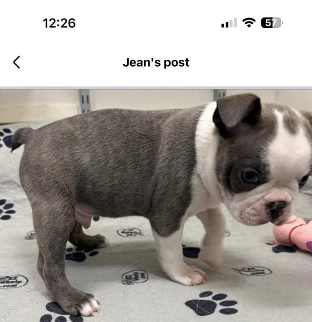 AKC Boston Terrier Puppies media 4