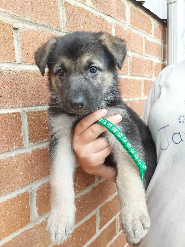 German Shepherd Dog Puppies media 2