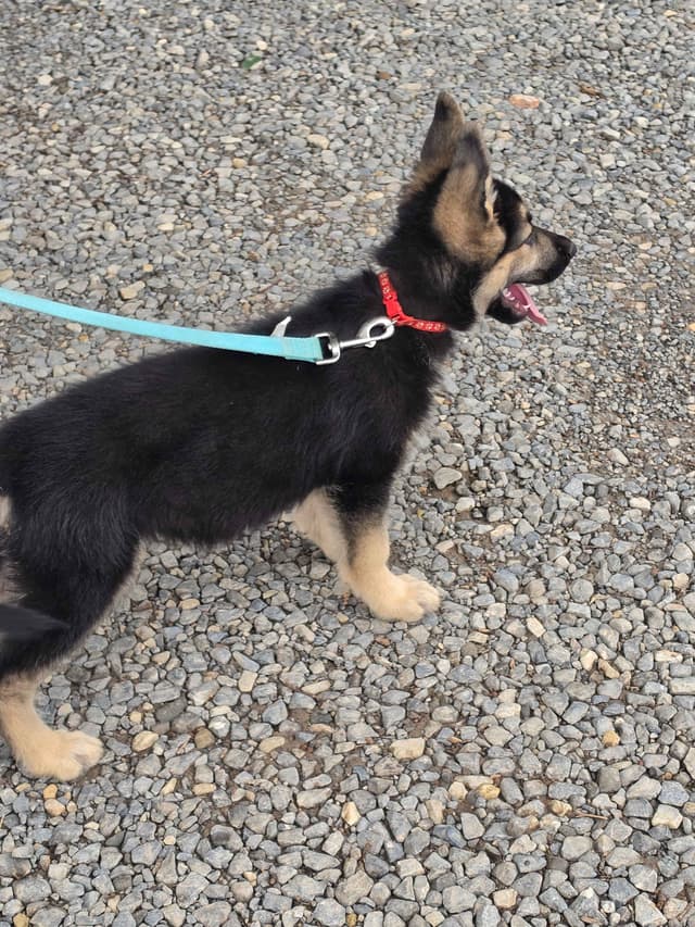 German Shepherd Dog Puppies media 6
