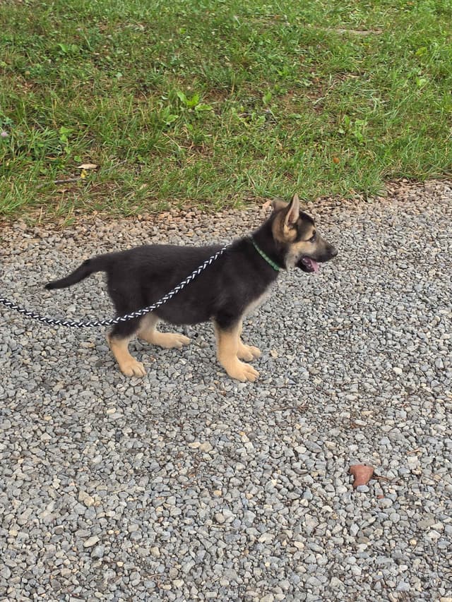 German Shepherd Dog Puppies media 7