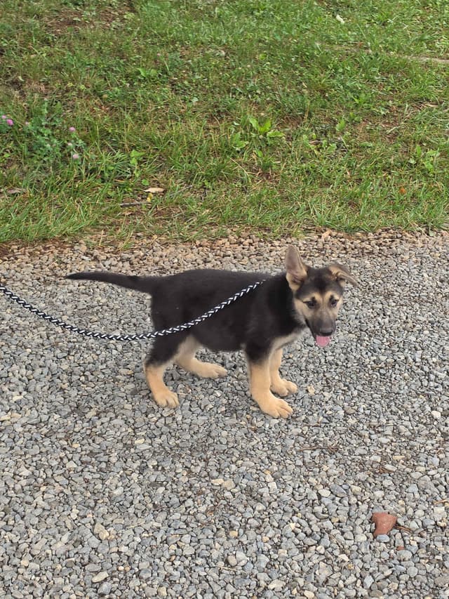German Shepherd Dog Puppies media 8