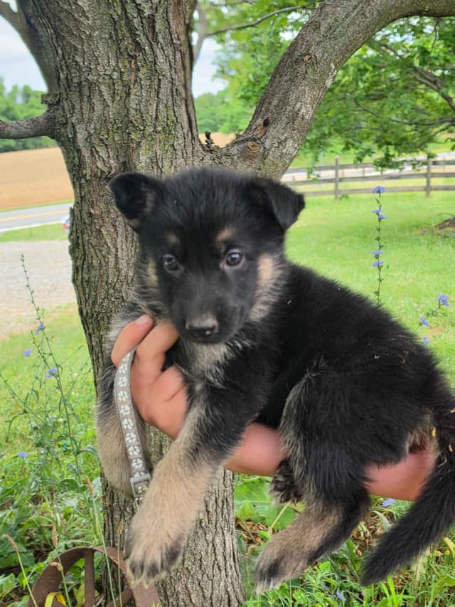 German Shepherd Dog Puppies media 2