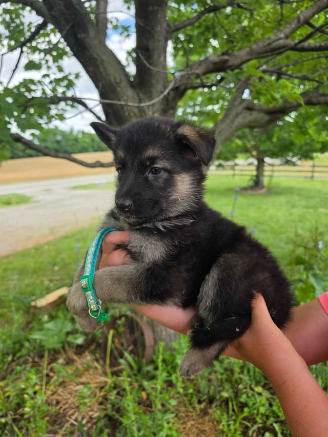 German Shepherd Dog Puppies media 3