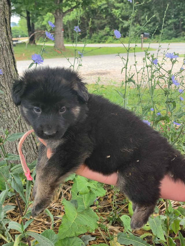 German Shepherd Dog Puppies media 7