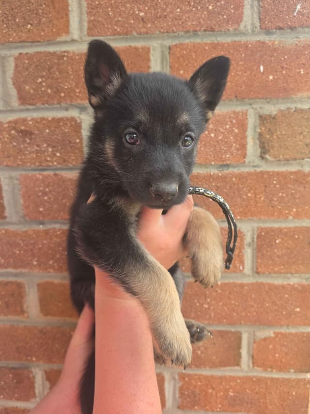 German Shepherd Dog Puppies media 6