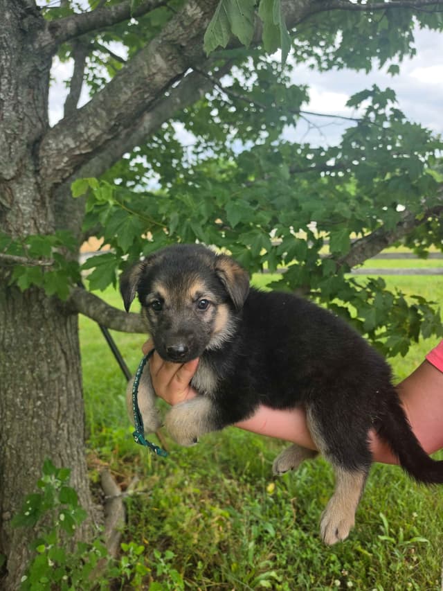 German Shepherd Dog Puppies media 8