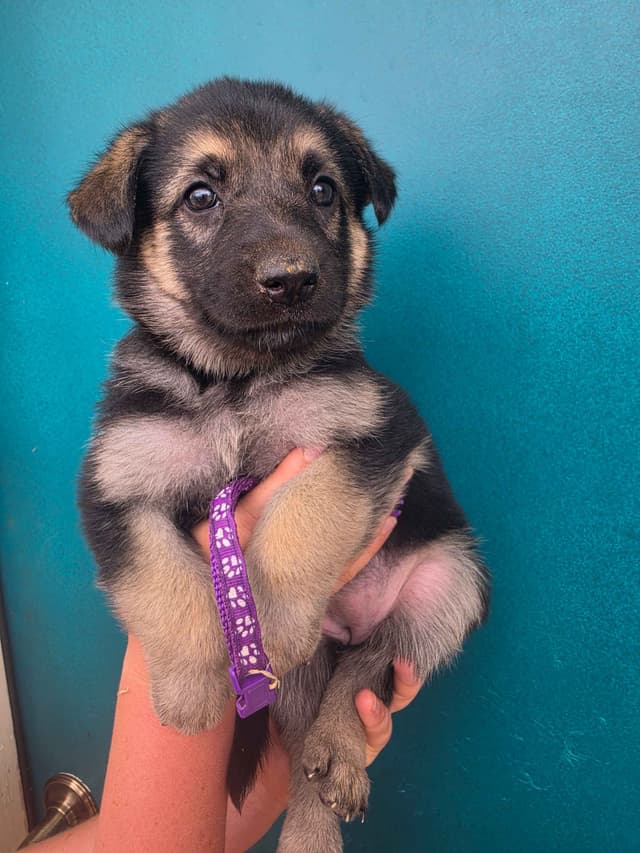 German Shepherd Dog Puppies media 9