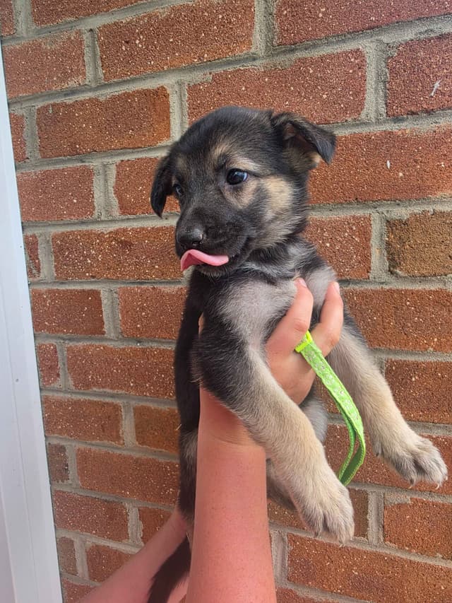 German Shepherd Dog Puppies media 10