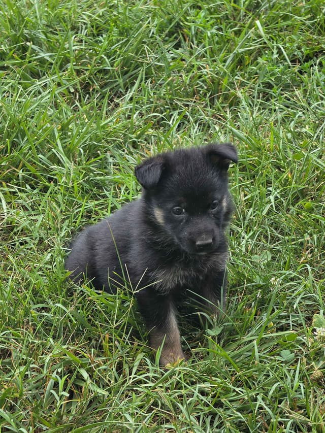 German Shepherd Dog Puppies media 12