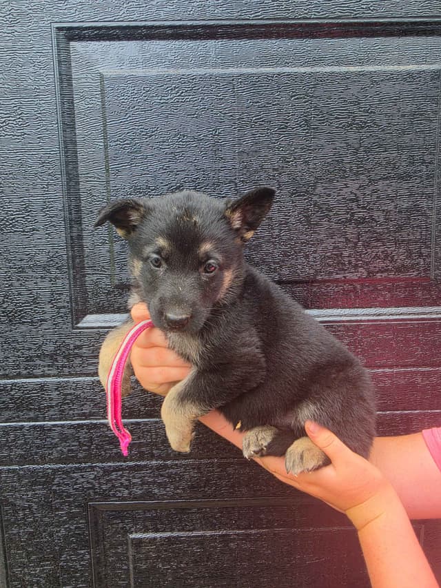 German Shepherd Dog Puppies media 11