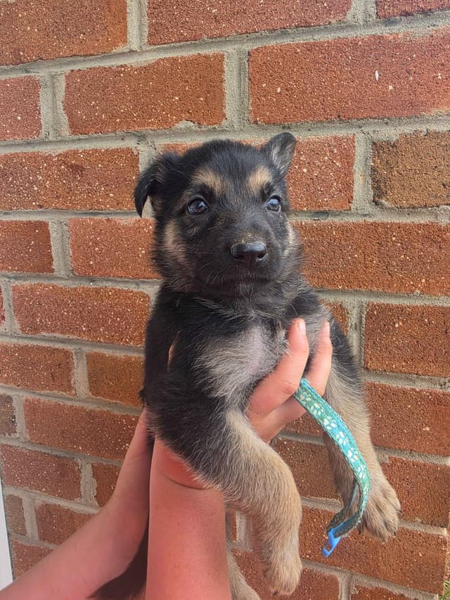 German Shepherd Dog Puppies media 13