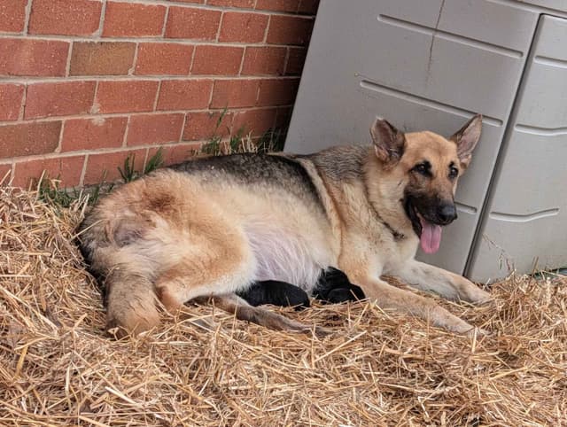 German Shepherd Dog Puppies media 16