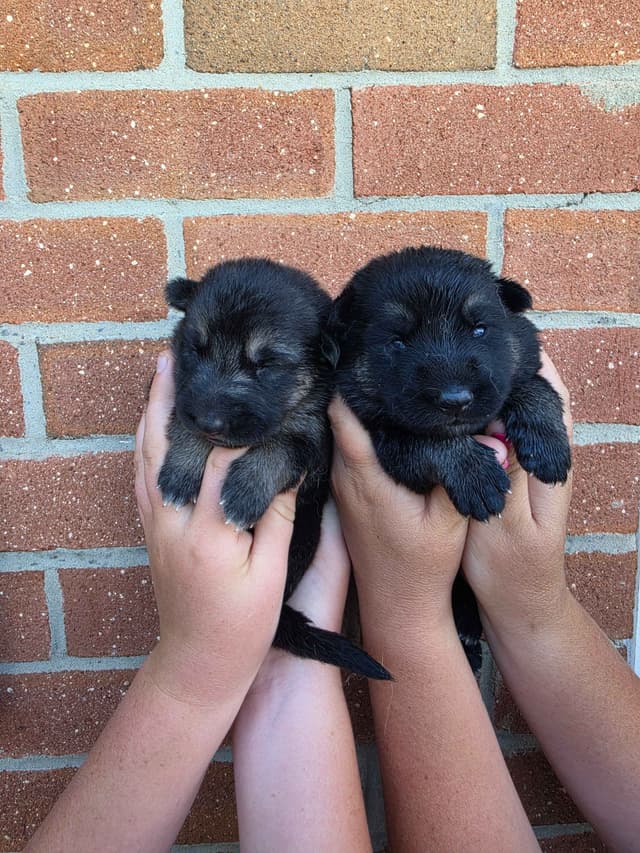 German Shepherd Dog Puppies media 17