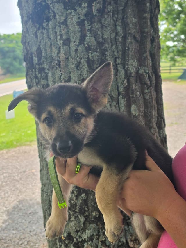 German Shepherd Dog Puppies media 18