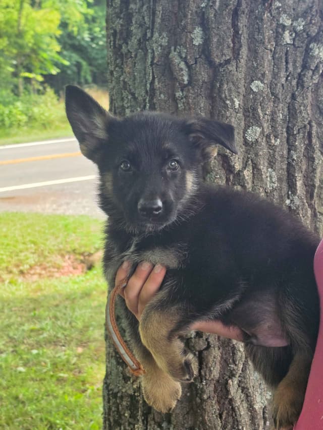 German Shepherd Dog Puppies media 19