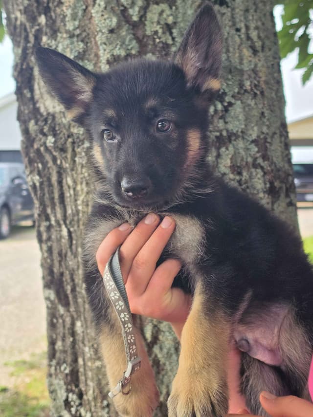 German Shepherd Dog Puppies media 20