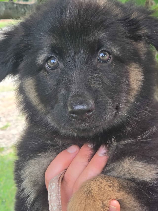 German Shepherd Dog Puppies media 21