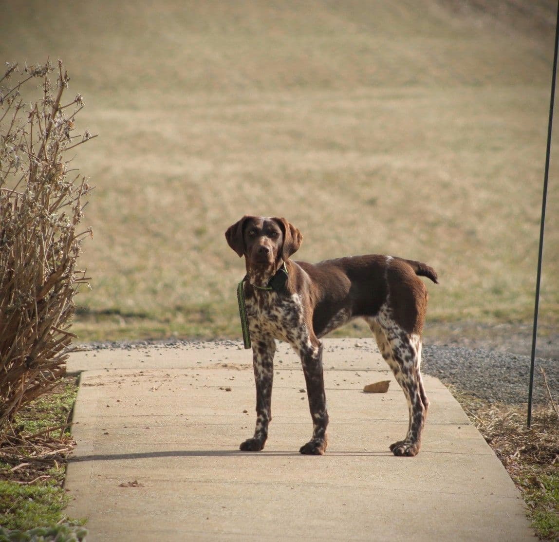 German Shorthaired Pointer Puppies breeder image 1
