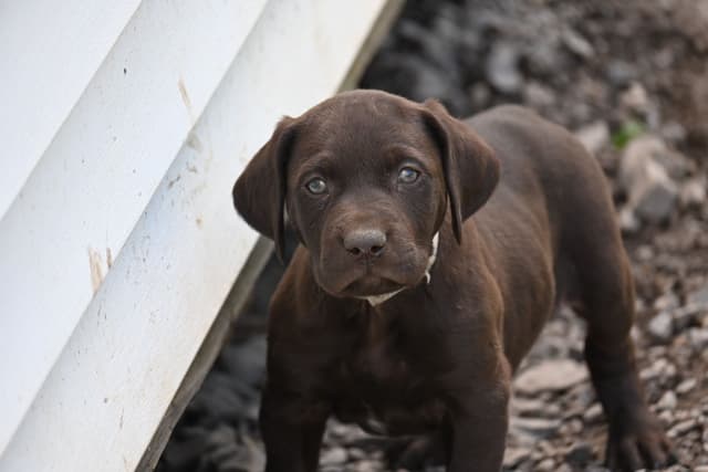German Shorthaired Pointer Puppies media 6