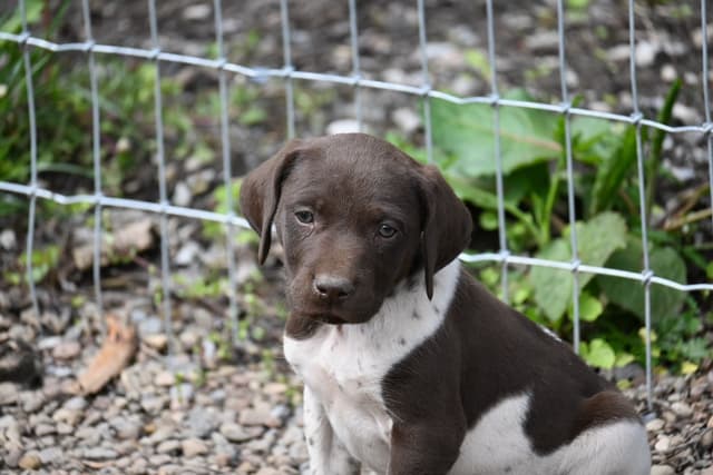 German Shorthaired Pointer Puppies media 8