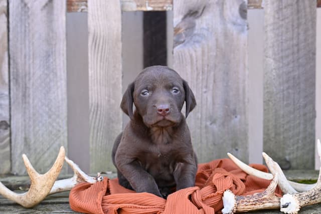 German Shorthaired Pointer Puppies media 9