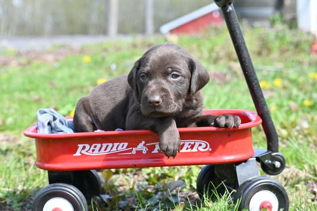 German Shorthaired Pointer Puppies media 10