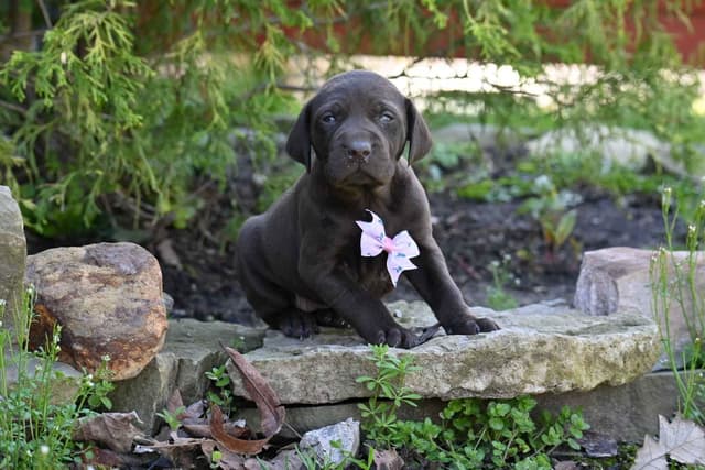 German Shorthaired Pointer Puppies media 11