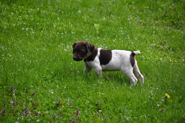 German Shorthaired Pointer Puppies media 5