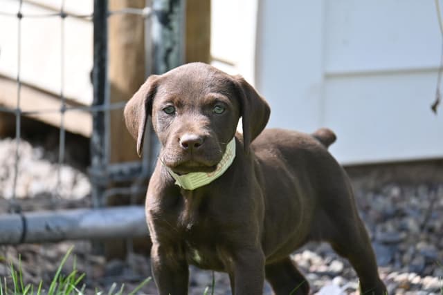 German Shorthaired Pointer Puppies media 12