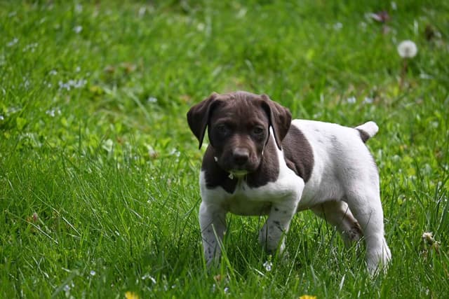 German Shorthaired Pointer Puppies media 7