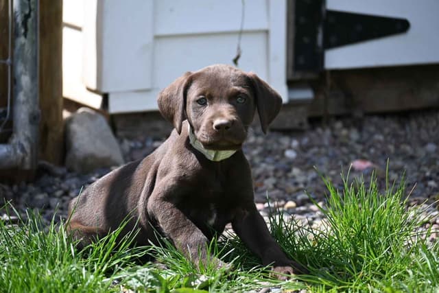 German Shorthaired Pointer Puppies media 13