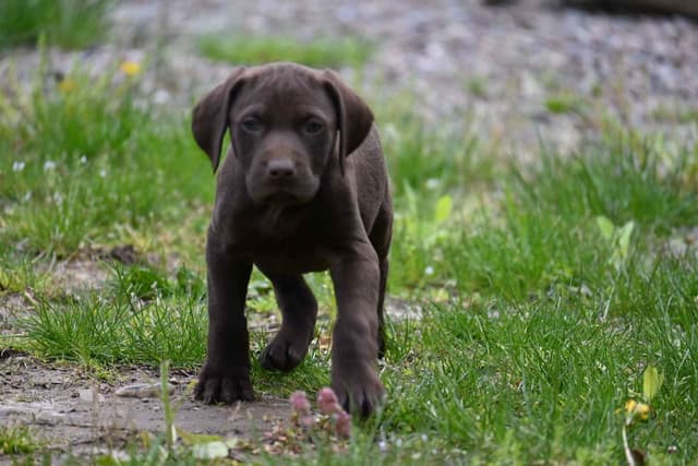 German Shorthaired Pointer Puppies media 15