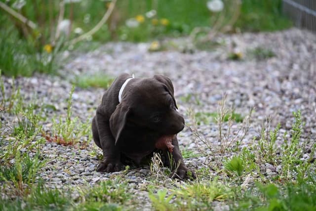 German Shorthaired Pointer Puppies media 16