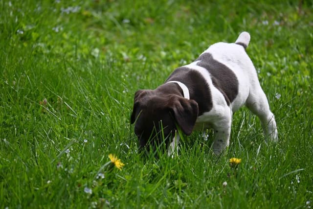 German Shorthaired Pointer Puppies media 17