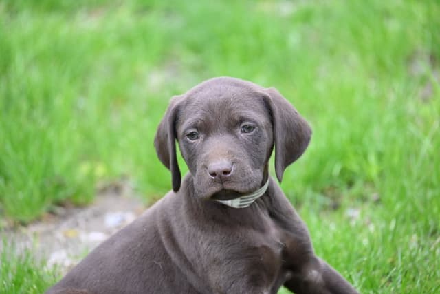 German Shorthaired Pointer Puppies media 18