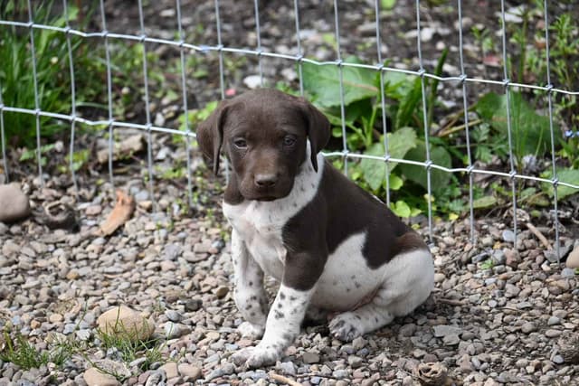 German Shorthaired Pointer Puppies media 20