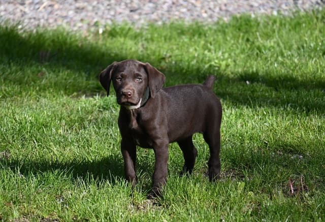 German Shorthaired Pointer Puppies media 2