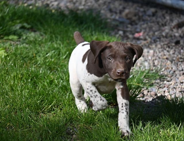 German Shorthaired Pointer Puppies media 21