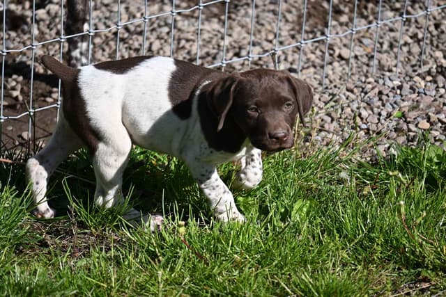 German Shorthaired Pointer Puppies media 23