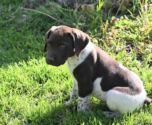 German Shorthaired Pointer Puppies media 24