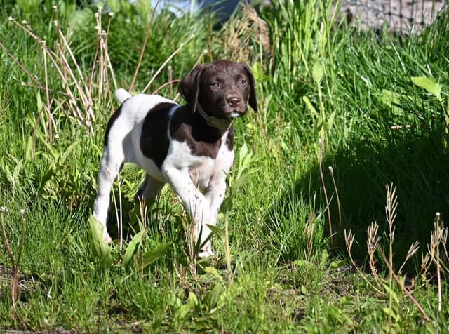 German Shorthaired Pointer Puppies media 26