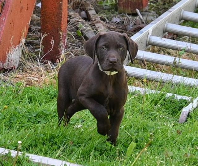 German Shorthaired Pointer Puppies media 3