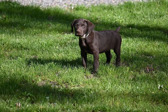 German Shorthaired Pointer Puppies media 27