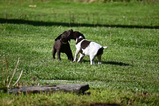 German Shorthaired Pointer Puppies media 28