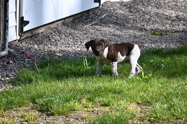 German Shorthaired Pointer Puppies media 4